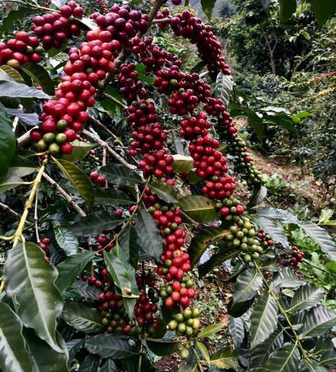 kawa z Gwatemali mała torebka